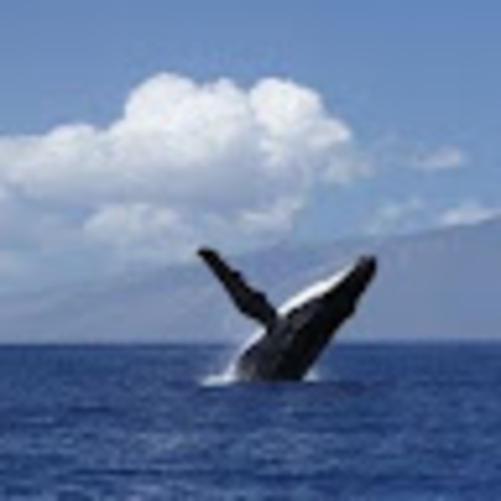 Meet your Posher, Vera